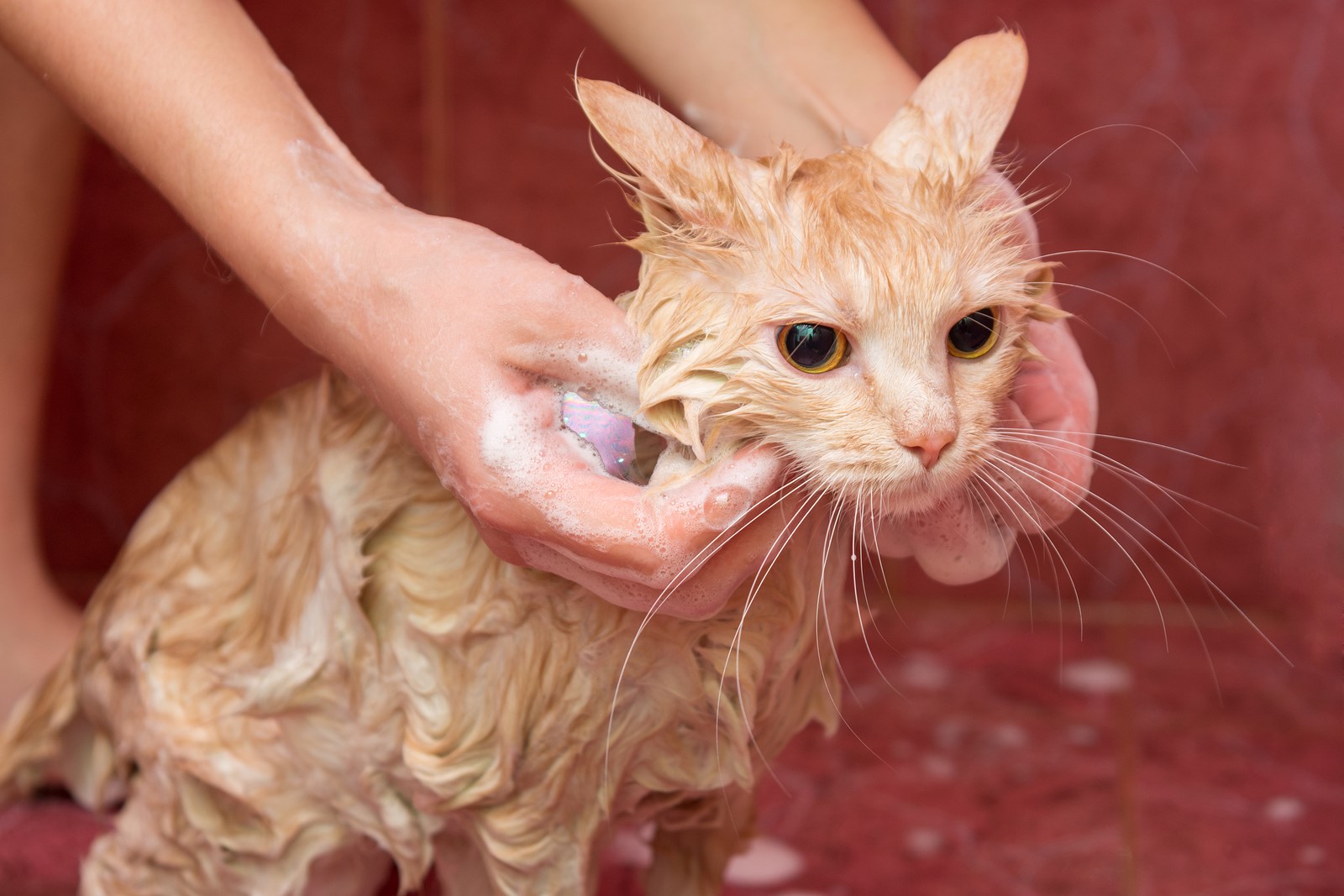 Cats & Baths: Do They Need Them & Other Advice