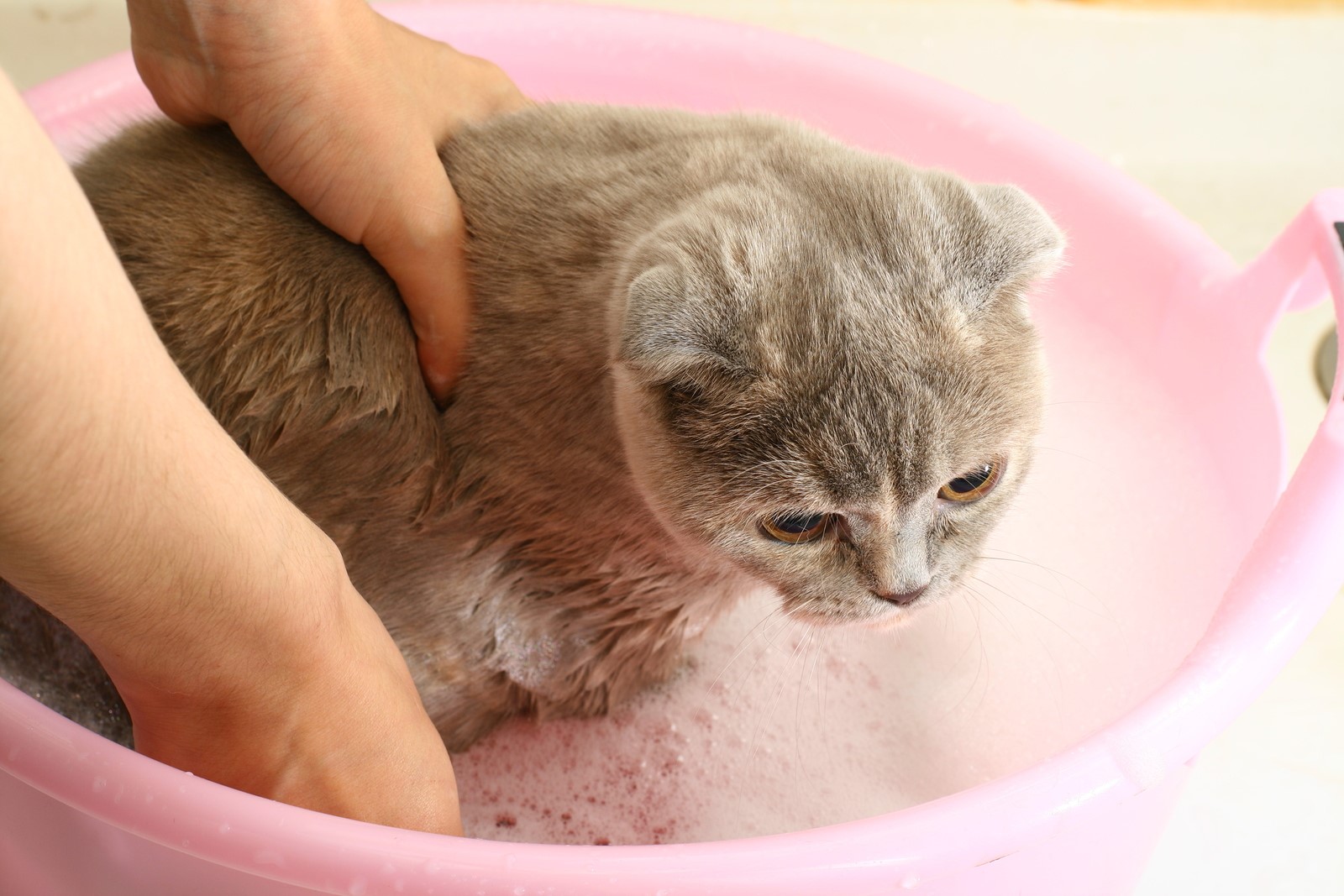 Cats & Baths: Do They Need Them & Other Advice