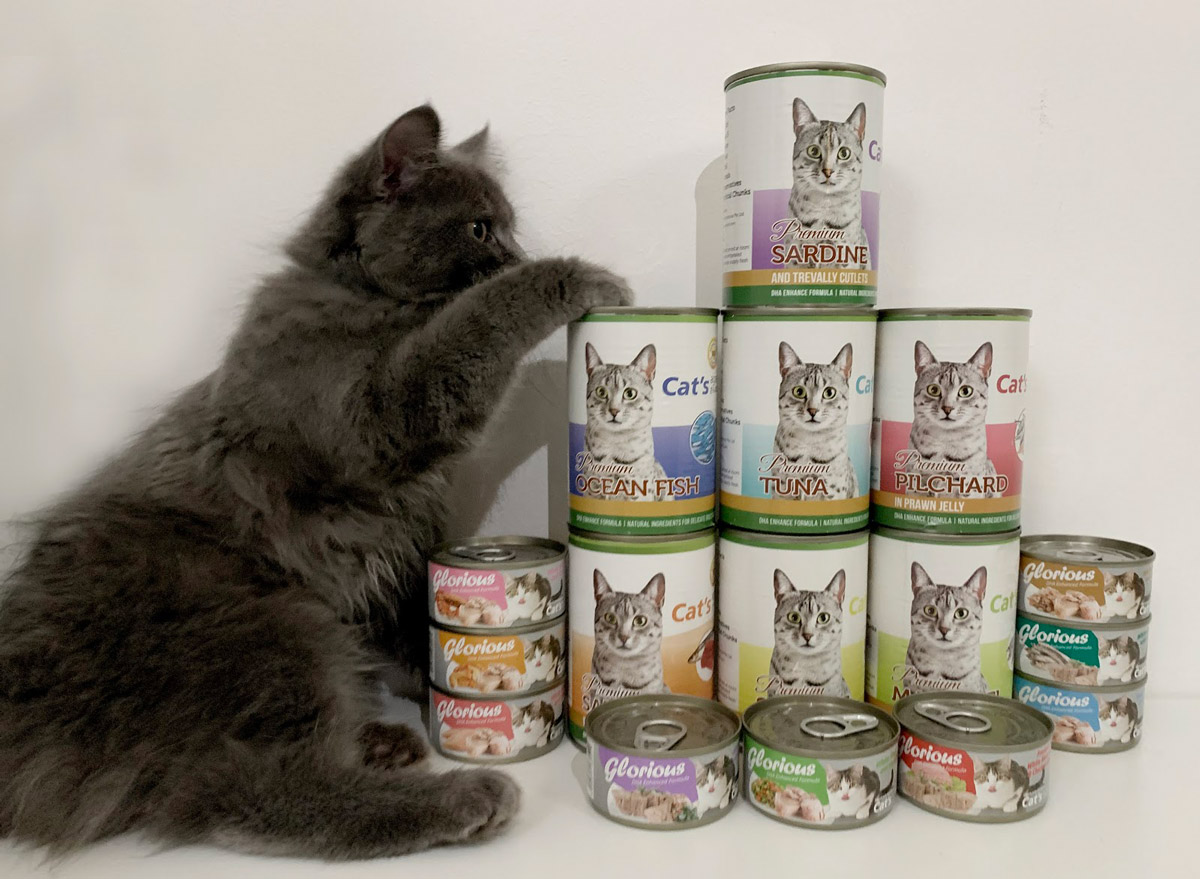What Is A Balanced Nutritional Diet for Your Cat?