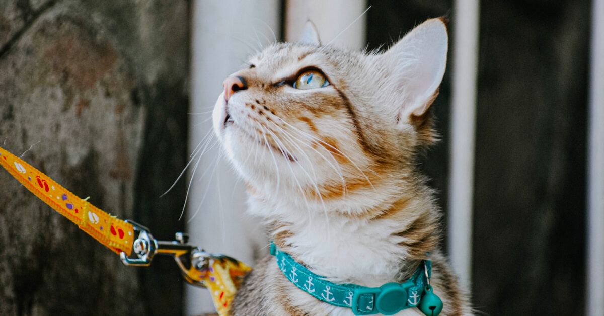 The Complete Guide For Leash Training Your Feline