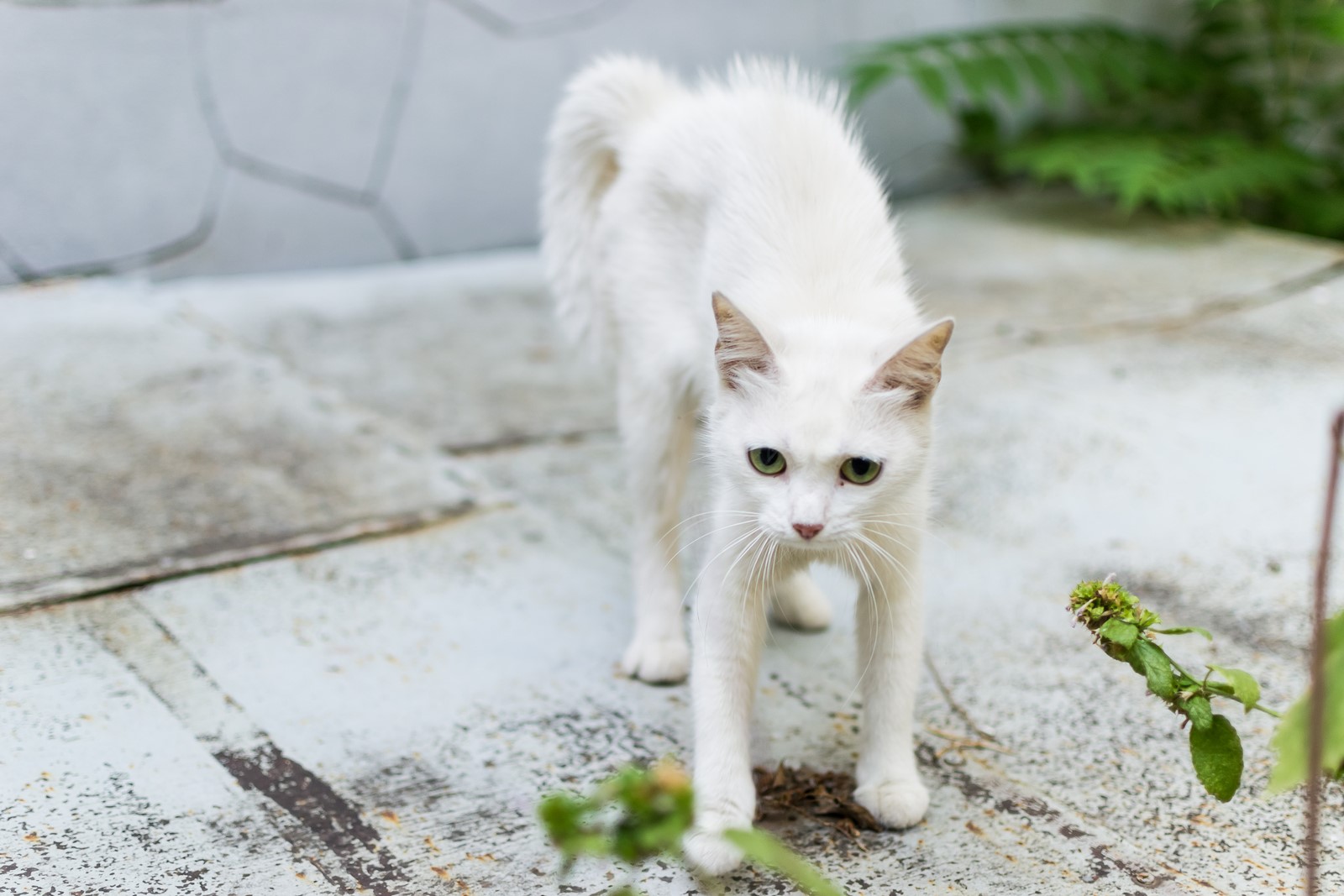 The Complete Guide For Leash Training Your Feline