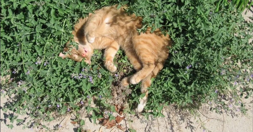 The Wondrous Catnip: 3 Reasons Why Kitties Love It