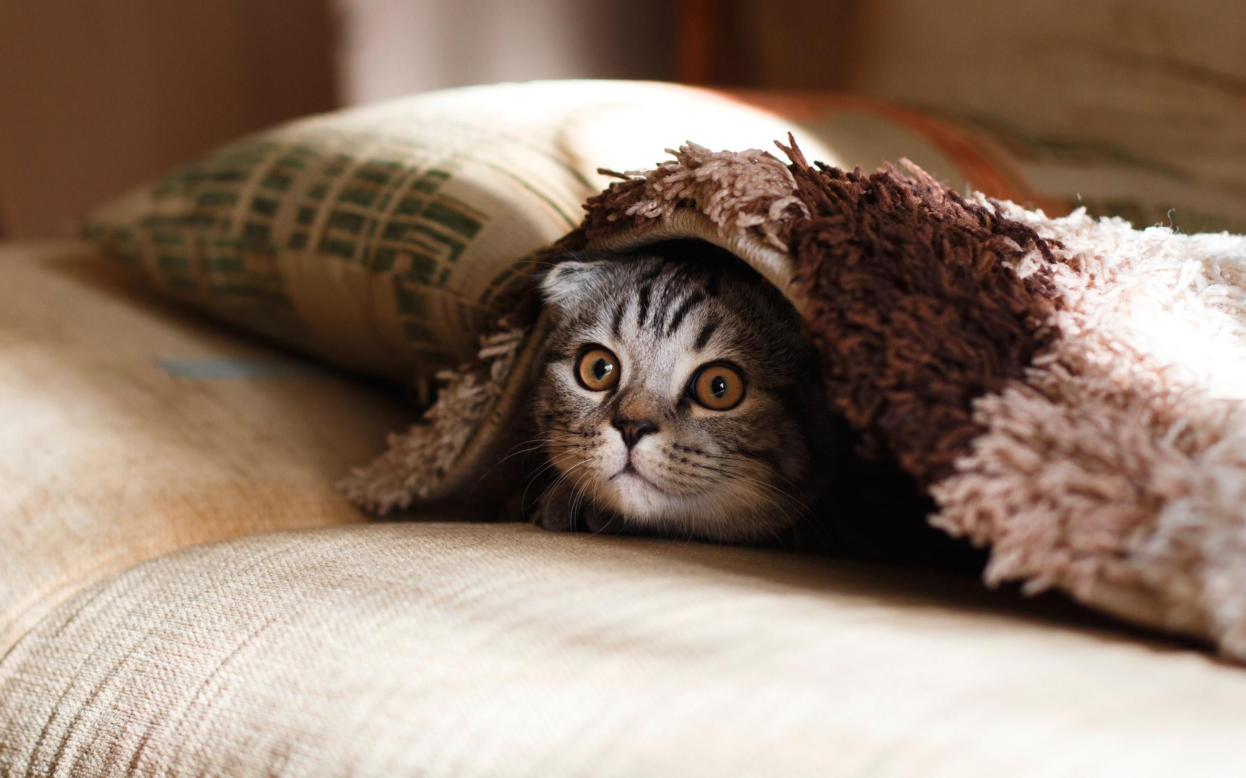 The Wondrous Catnip: 3 Reasons Why Kitties Love It