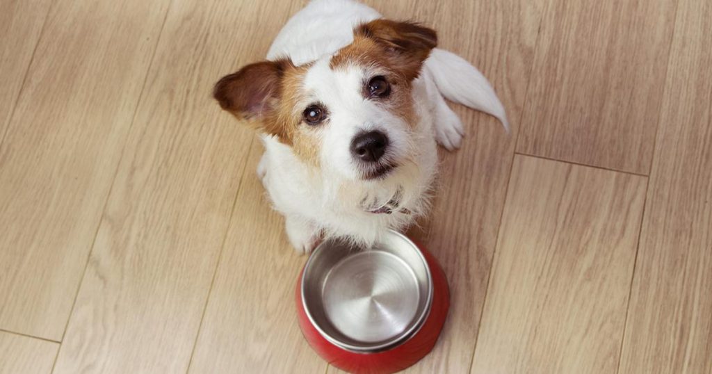 4 Reasons why your Pet Deserves Oven-Baked Pet Food (and not the Extruded Kind)