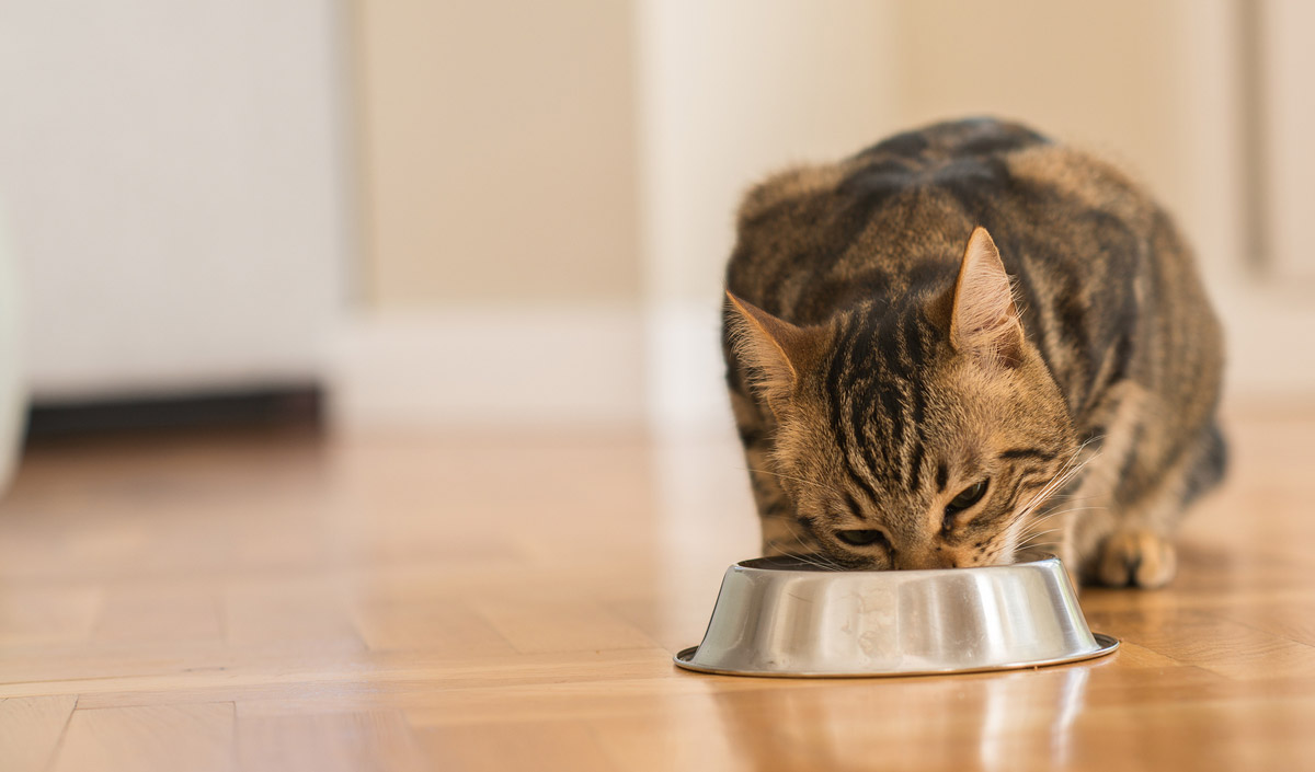 4 Reasons why your Pet Deserves Oven-Baked Pet Food (and not the Extruded Kind)