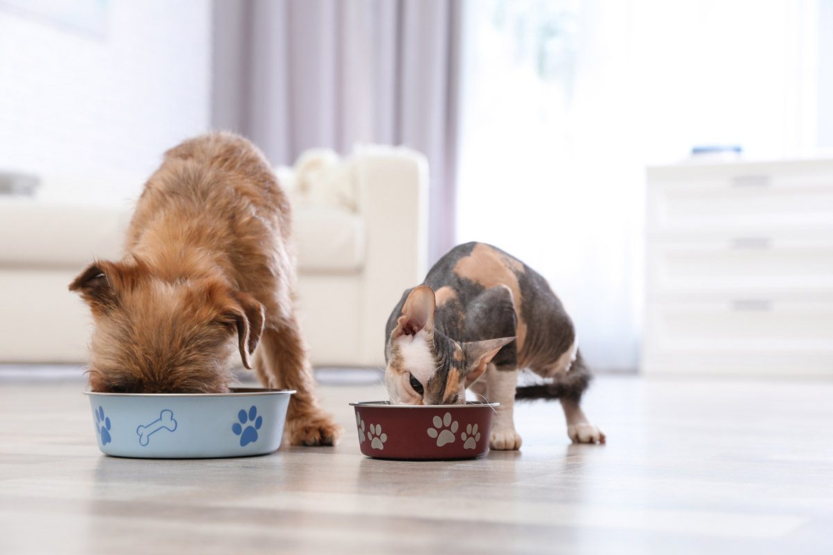 4 Reasons why your Pet Deserves Oven-Baked Pet Food (and not the Extruded Kind)