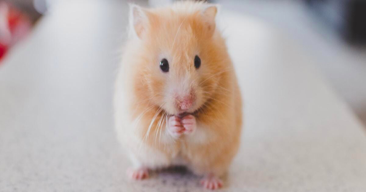 5 Facts You Never Knew About Caring For Hamsters