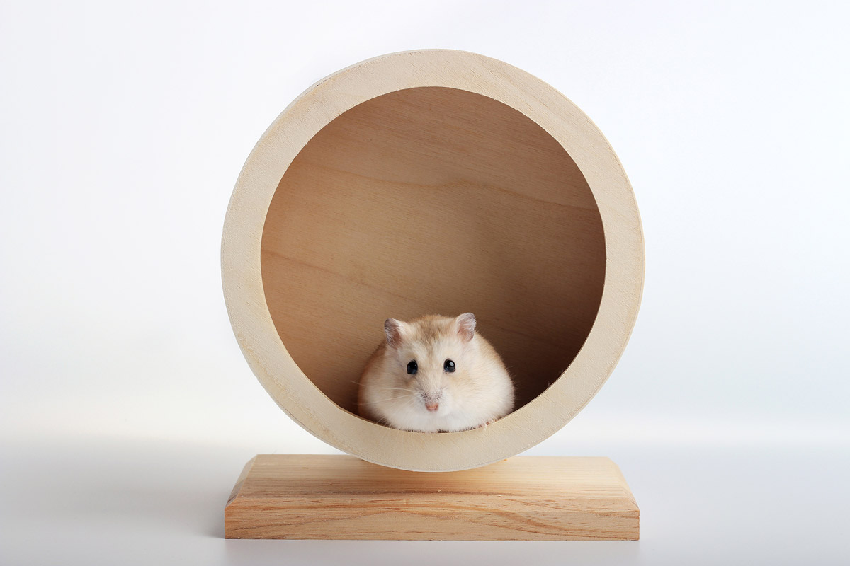 5 Facts You Never Knew About Caring For Hamsters