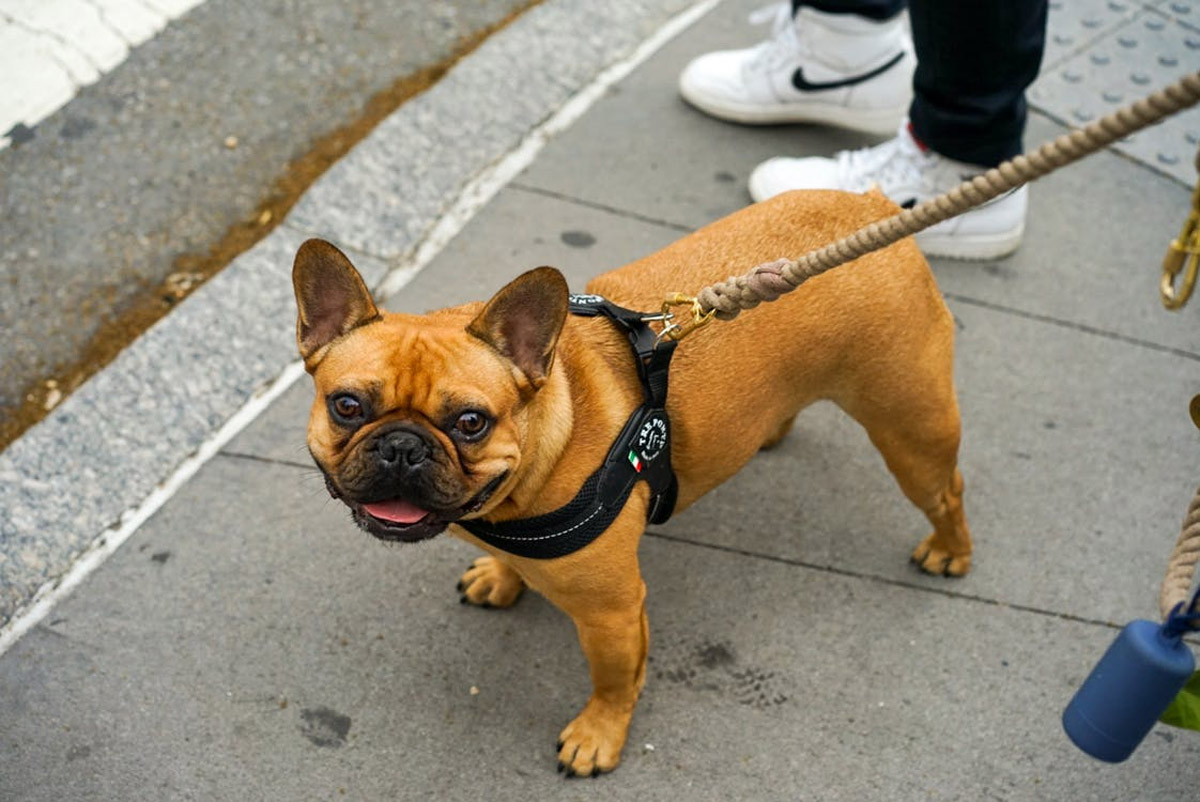 How to Choose the Right Leash for Your Dog?