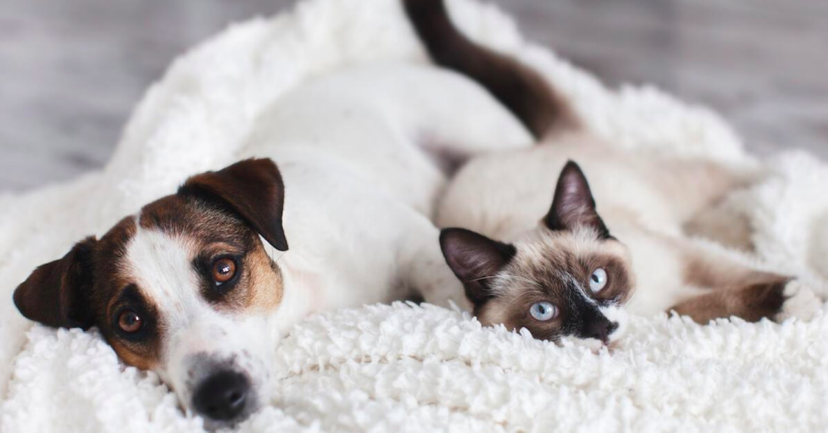 The True Meaning Behind Pet Behaviours Commonly Misunderstood