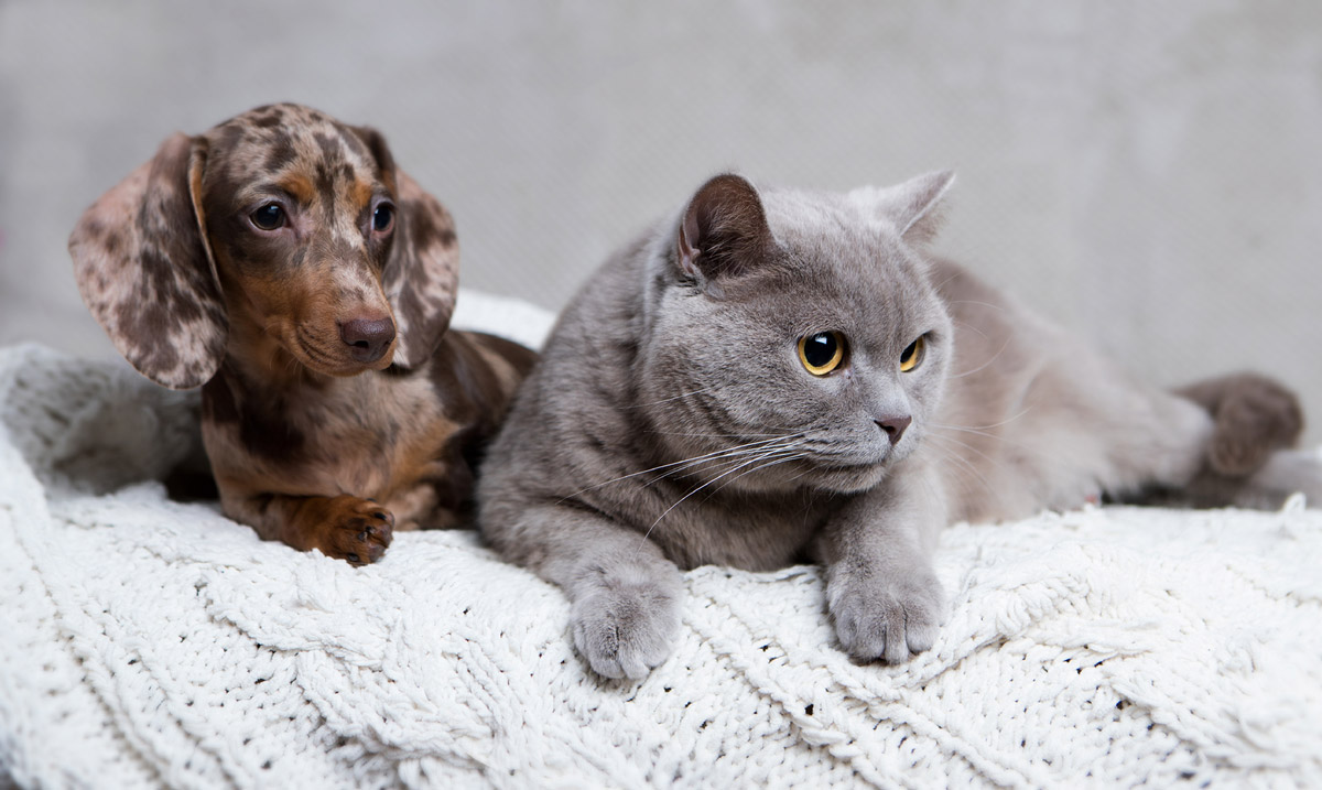 The True Meaning Behind Pet Behaviours Commonly Misunderstood