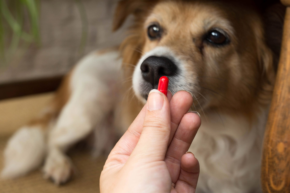 5 Common Ways Dogs Are Accidentally Poisoned