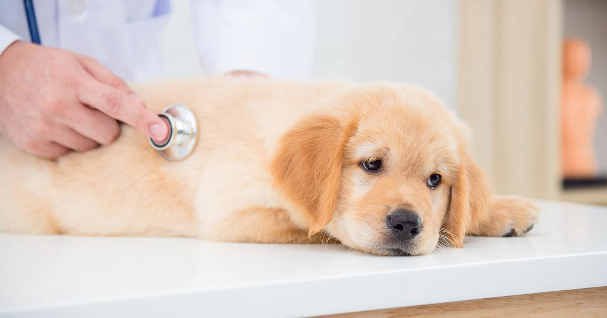 5 Common Ways Dogs Are Accidentally Poisoned