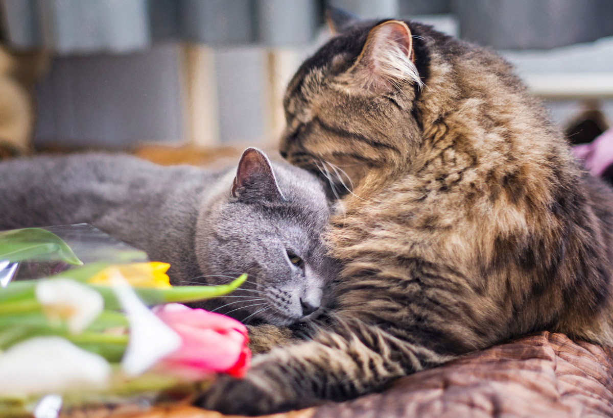 5 Different Types of Personalities Your Cat Might Have