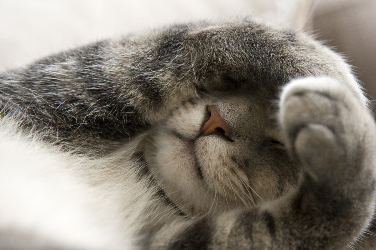 5 Different Types of Personalities Your Cat Might Have