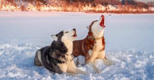 5 Interesting Reasons Why Your Dog is Howling