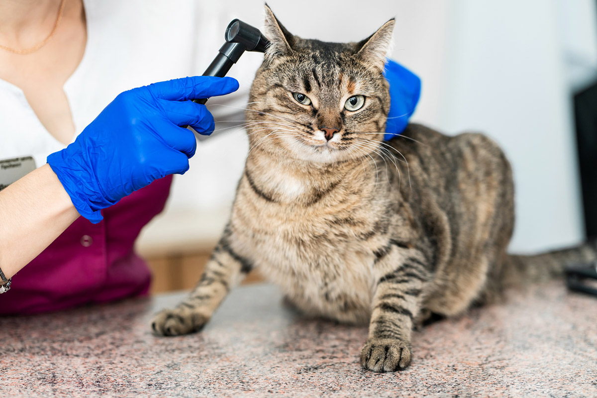5 Tell-tale Signs of Ear Issues in Cats