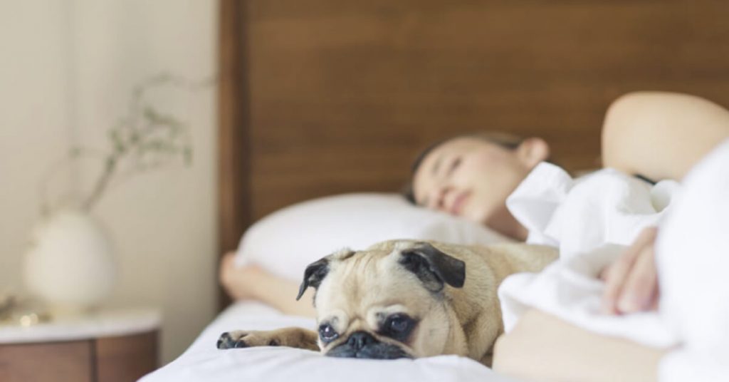 In This Virus Season, What are 5 Stay-Home Activities You can do With Your Pet Dog?