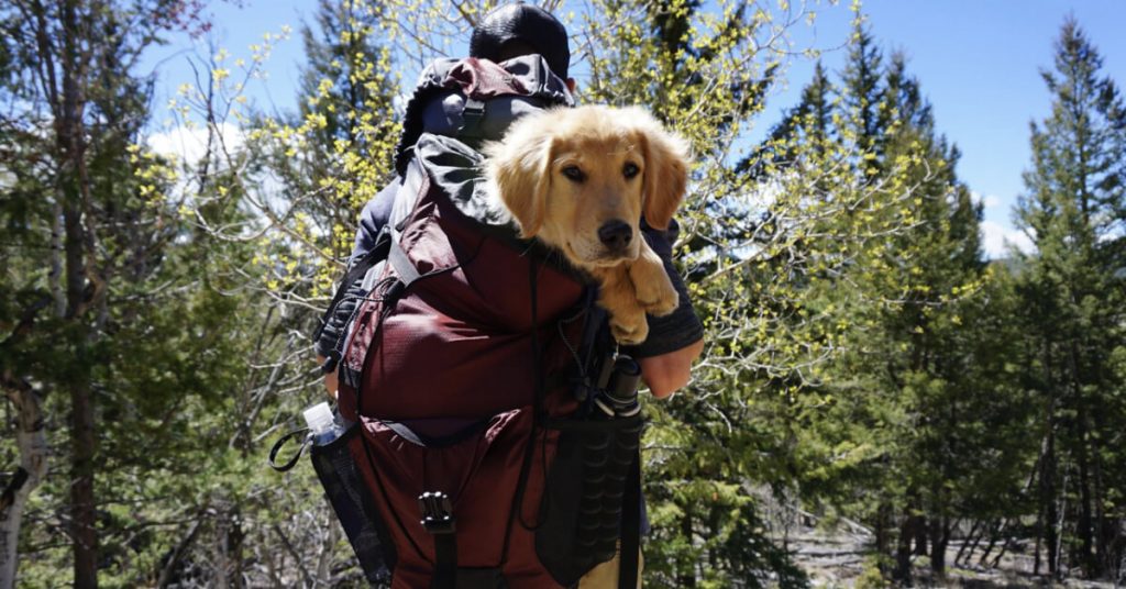 It’s Boarding Time: The Complete Packing Guide For Your Dog