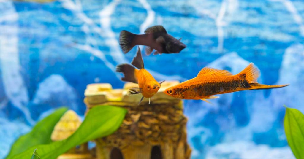 The Beginner's Guide to Growing an Amazing Aquarium