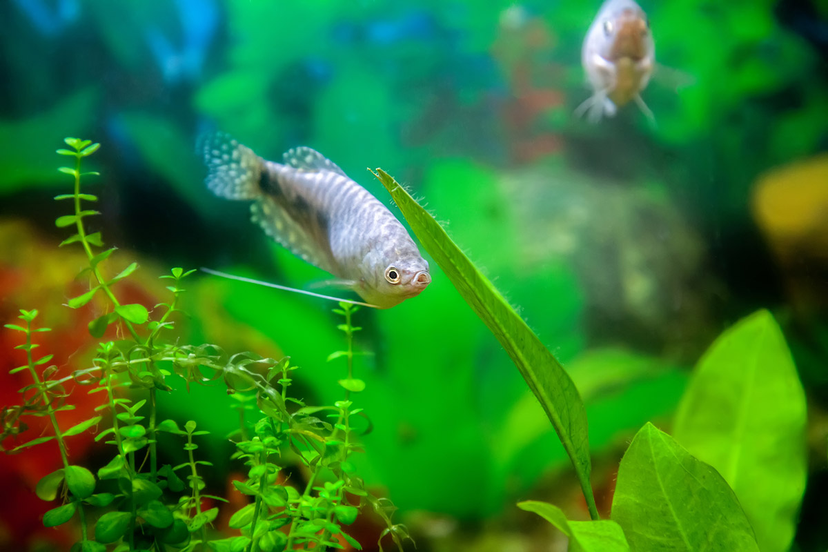 The Beginner's Guide to Growing an Amazing Aquarium