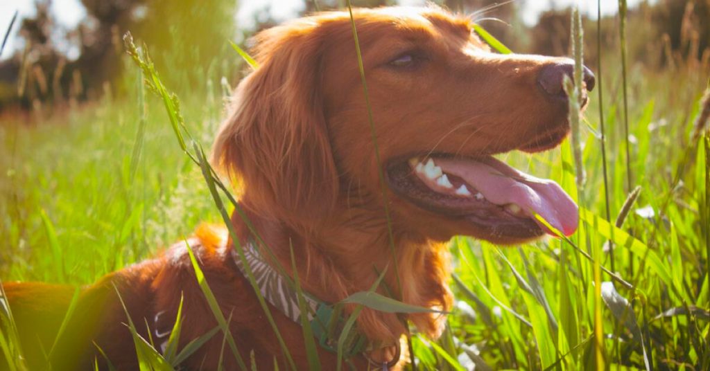 4 Common Health Problems for Pets During Hot Weather