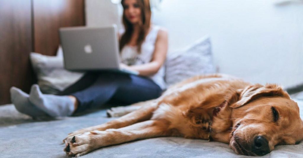 6 Ways to Entertain Your Dog Indoors