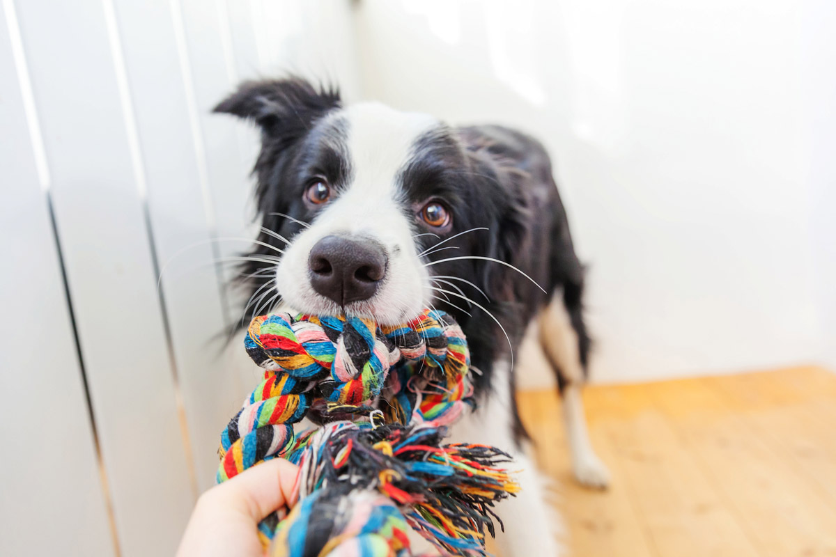6 Ways to Entertain Your Dog Indoors