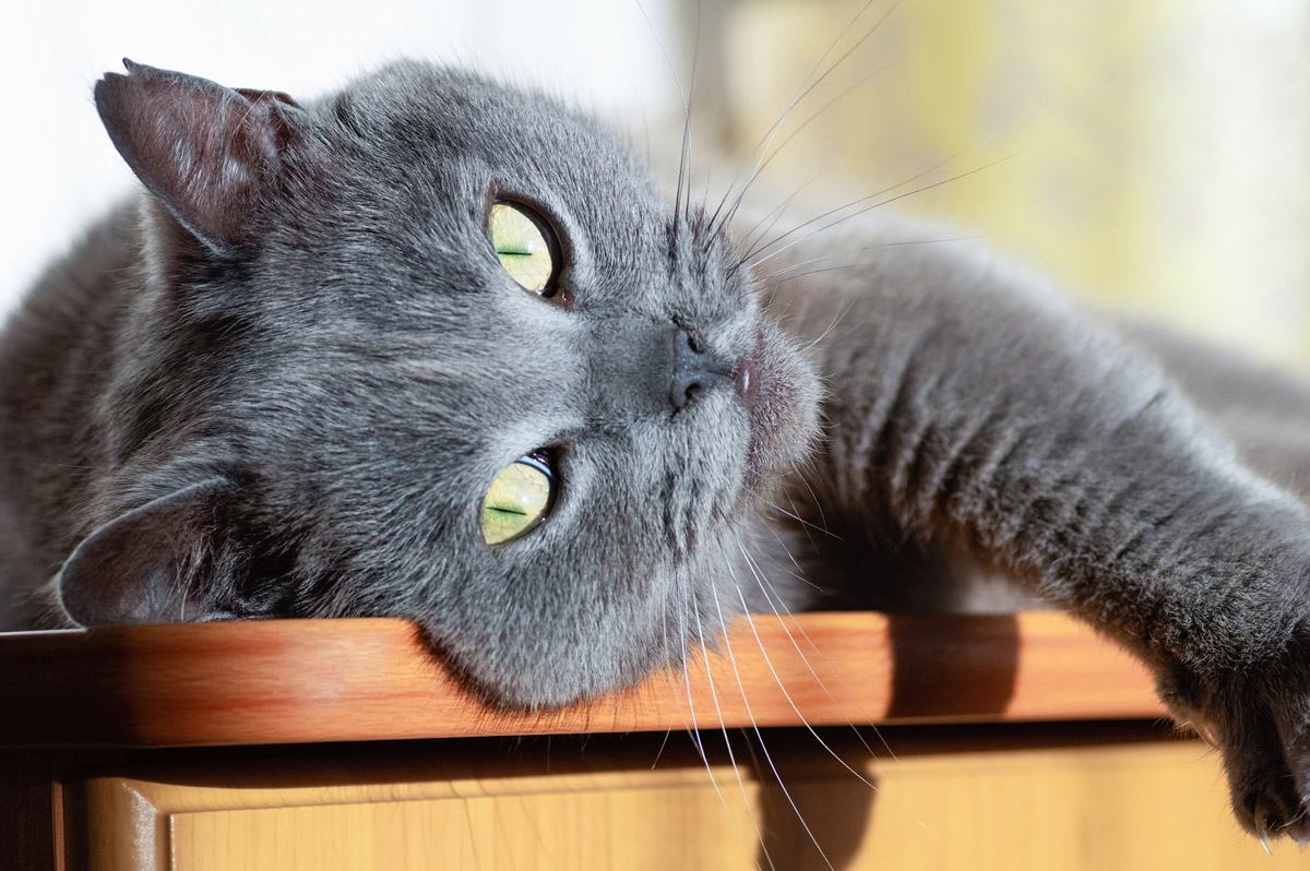 8 Common Reasons Why Your Cat Might Lose Weight Suddenly