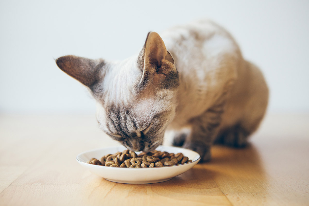 8 Common Reasons Why Your Cat Might Lose Weight Suddenly 