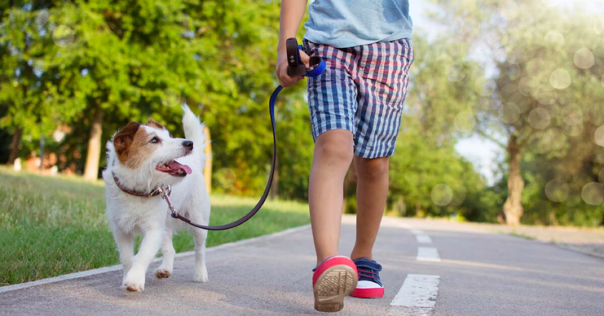 How to clean my dog after a walk, how to disinfect my dog after a walk, how to sanitise my dog after a walk, can I use hand sanitiser on my dog