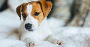 Heartworm Disease in Cats & Dogs: Causes, Signs & Dangers of this Silent Killer