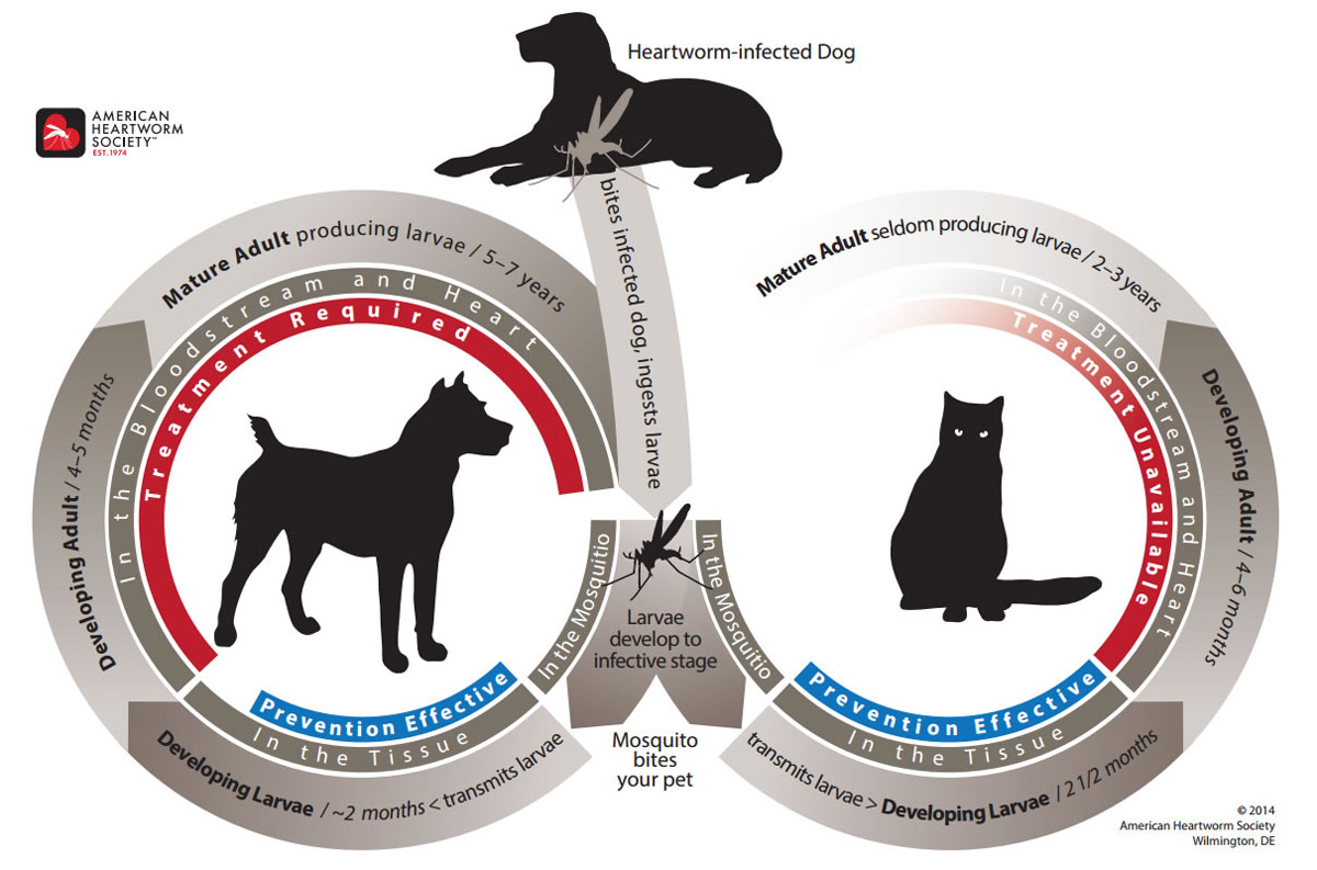 Heartworm Disease in Cats & Dogs: Causes, Signs & Dangers of this Silent Killer