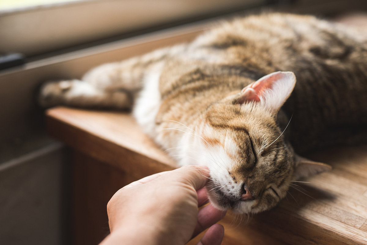 Overgrooming in Felines: Signs, Reasons & Ways to Stop it