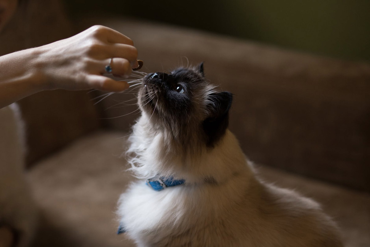 4 Ways to Make Your Cat More Affectionate Towards You