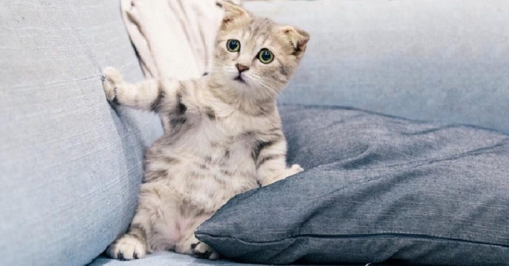 6 Adorable Pet Instagram Accounts to Follow for Wholesome, Inspiring Content!