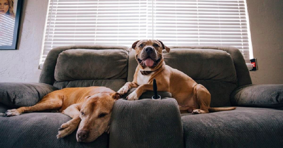 A Guide on How to Deal with Dogs Destroying House Furniture