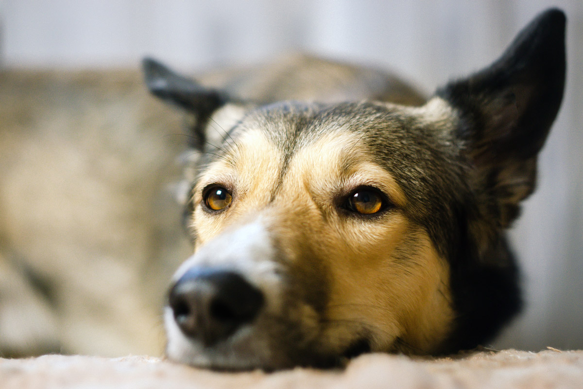 Lymphoma in Dogs: Causes, Symptoms & Treatment Options