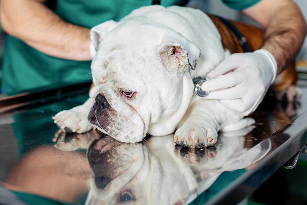 Lymphoma in Dogs: Causes, Symptoms & Treatment Options