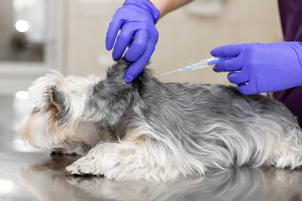 6 Common Infections You Can Catch From Your Pets