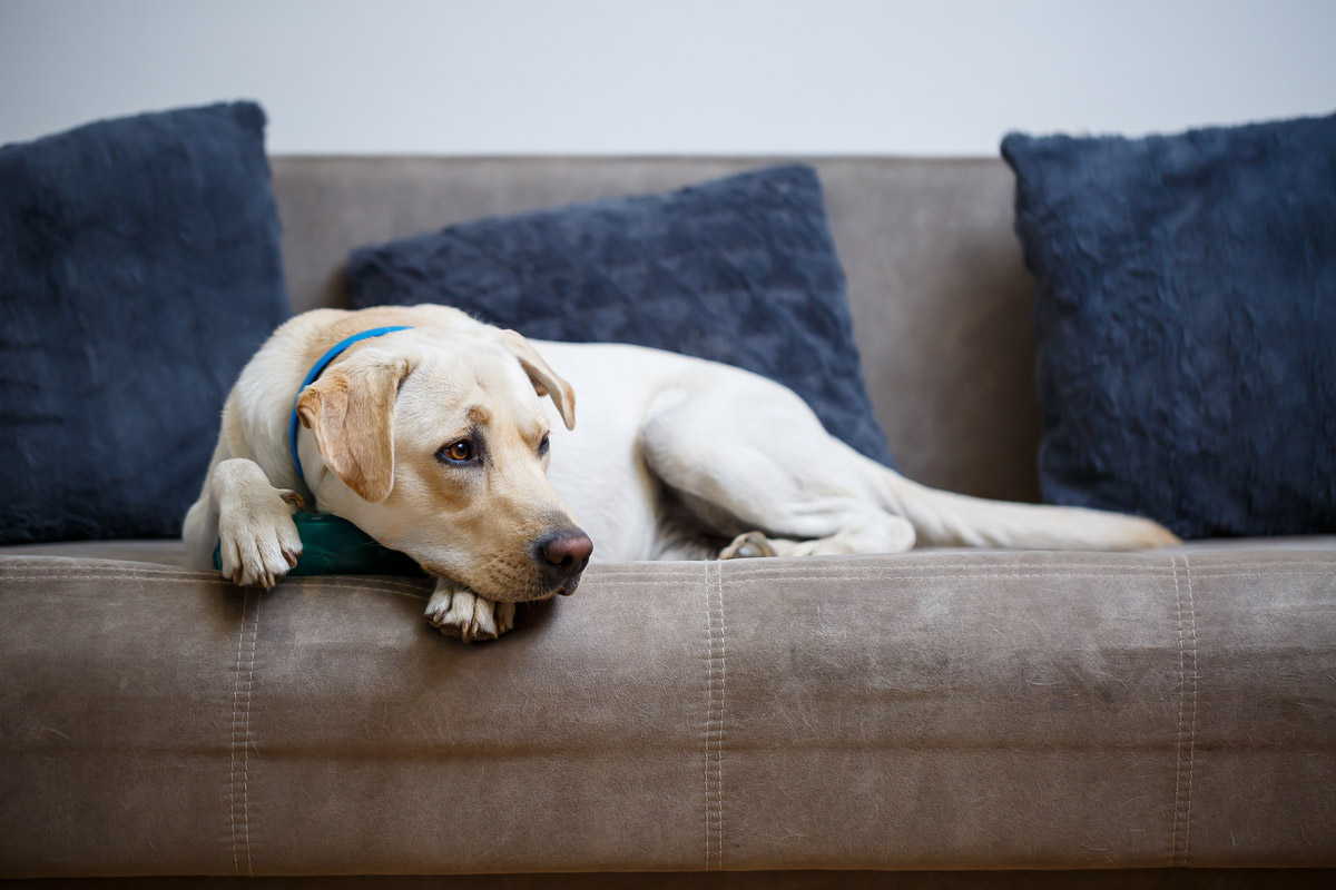 Does Your Dog Have Osteoarthritis?