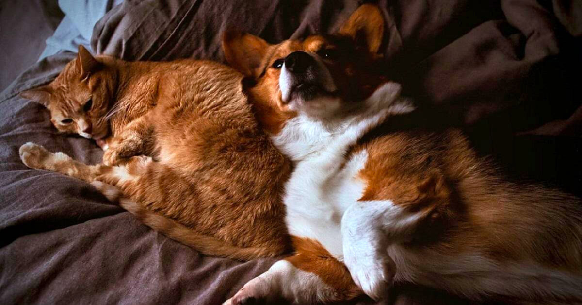 A Guide to Introducing a New Cat to Your Dogs