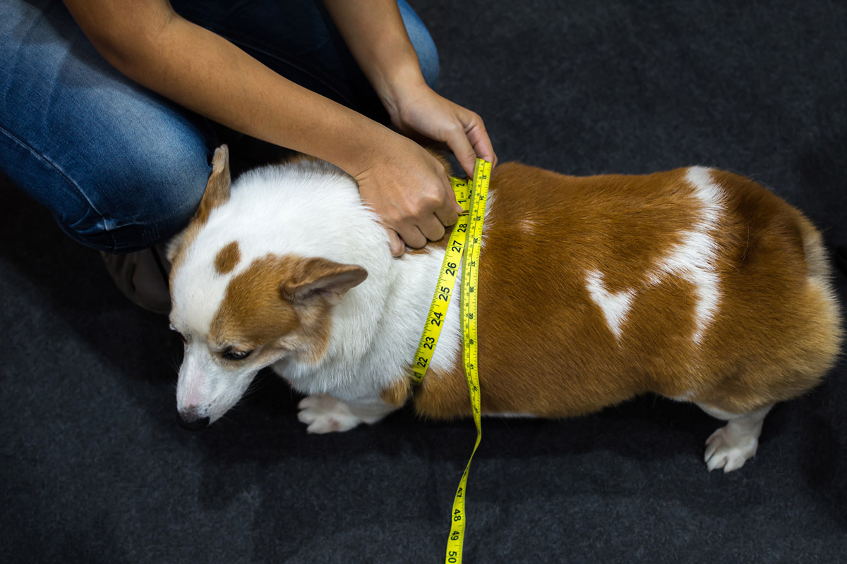 A Little Chubbiness in Your Pet Won’t Hurt… Or Will It?