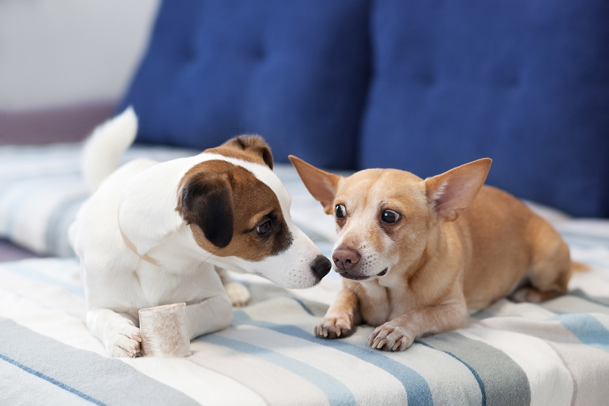 Is Your Dog Easily Jealous? Here are 5 Ways to Tell!