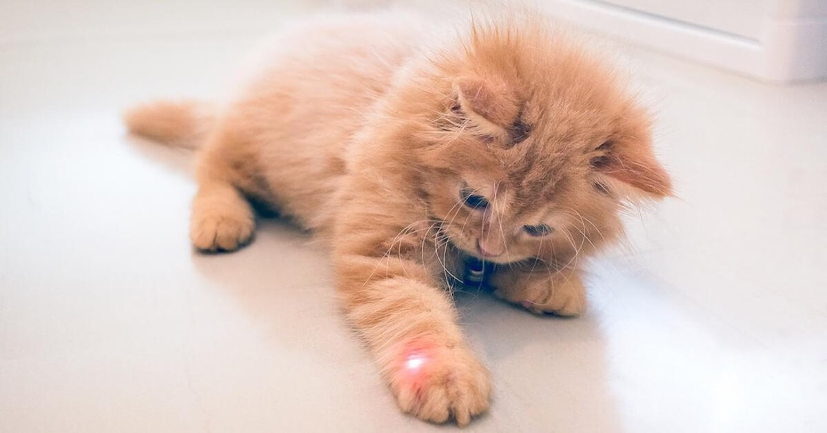Why do Cats Love Chasing Laser Pointers?