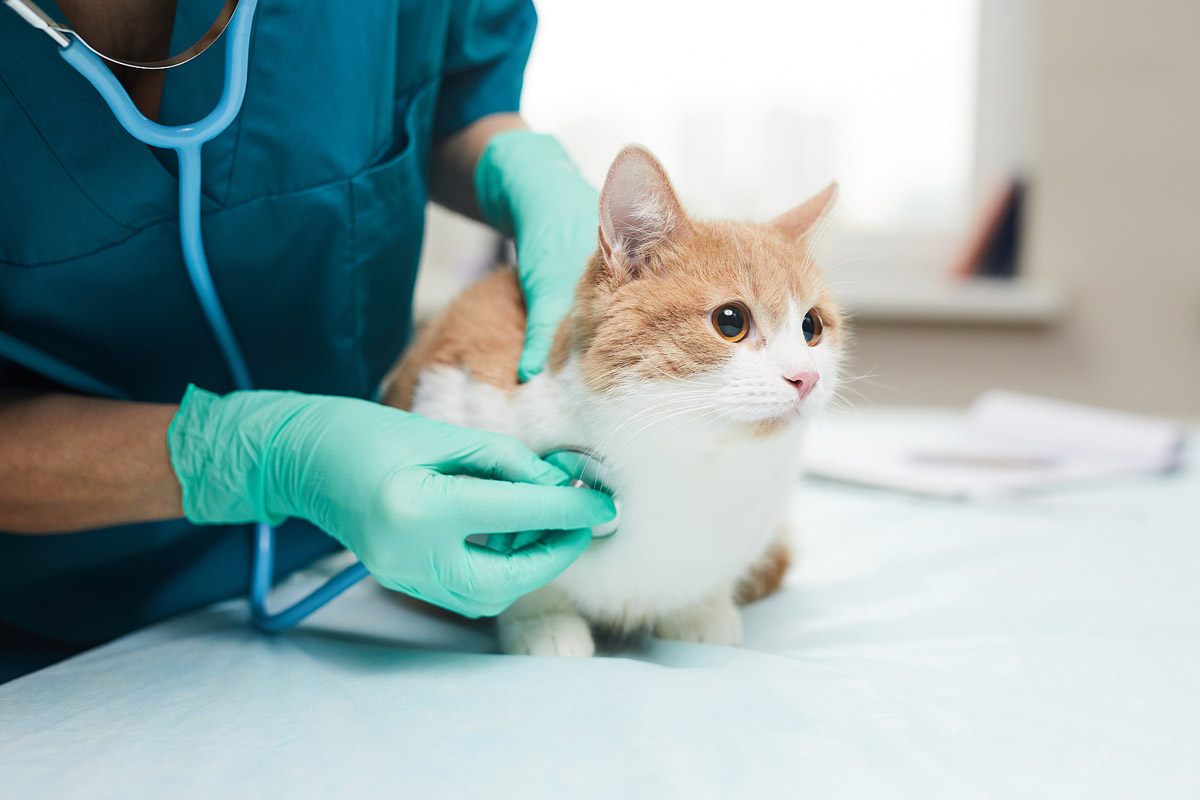 Advantages of a cat-only clinic, Cat-only clinics in Singapore, The Cat Clinic Singapore, Cat-dedicated vets in Singapore