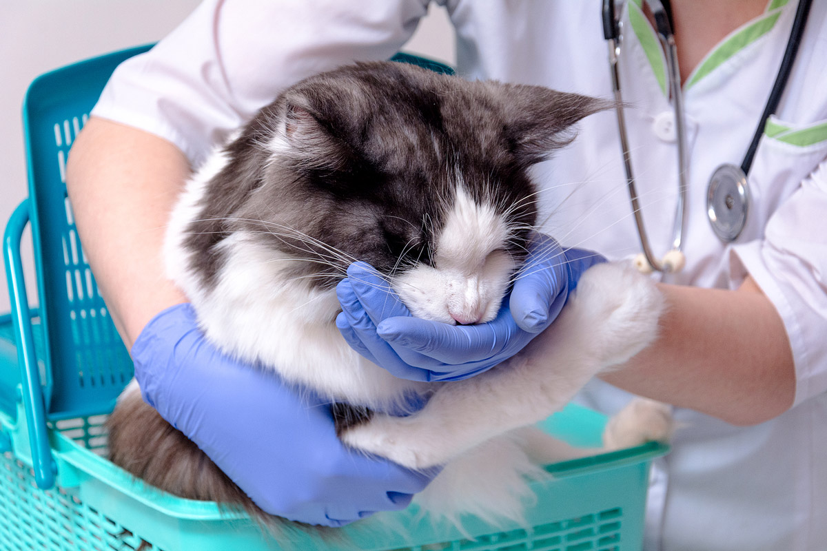 Advantages of a cat-only clinic, Cat-only clinics in Singapore, The Cat Clinic Singapore, Cat-dedicated vets in Singapore