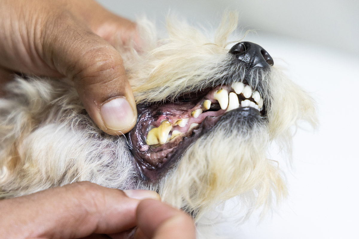 5 Scary Truths Behind Your Dog's Bad Breath