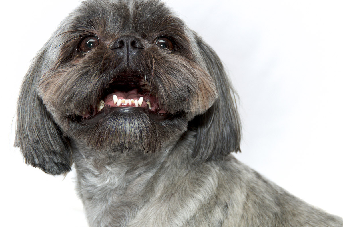 5 Scary Truths Behind Your Dog's Bad Breath