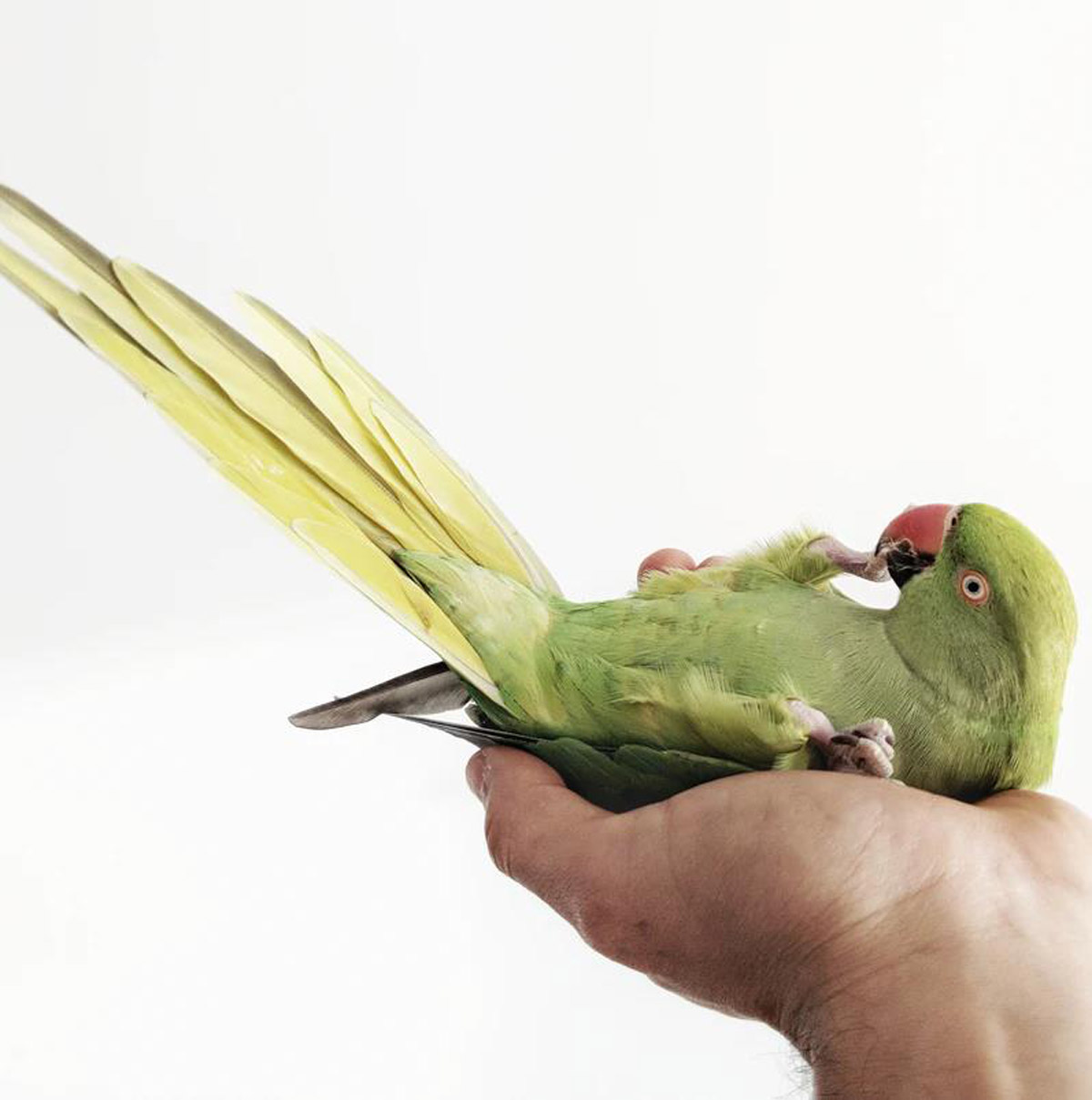 Bird Talk: How to Teach Your Pet Bird to Speak
